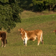 Imagen para el artículo titulado Tres vacas desaparecieron con el huracán Dorian. Ahora las han encontrado vivas en una isla a kilómetros de distancia